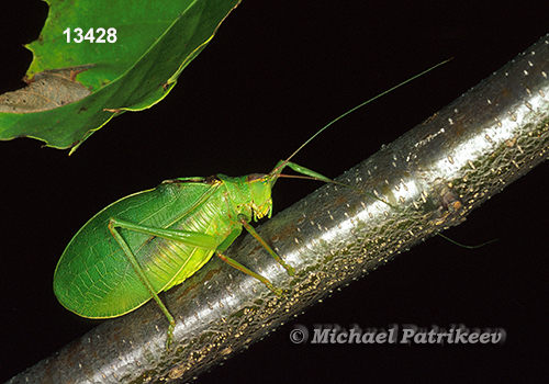 True Katydid (Pterophylla camellifolia)